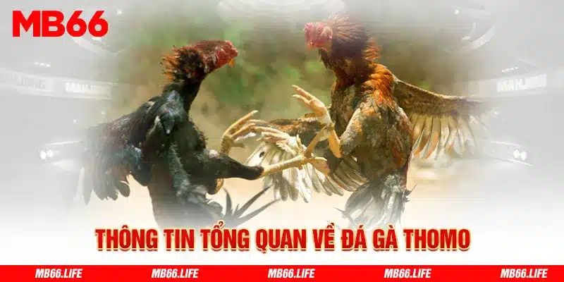 Tìm hiểu thông tin tổng quan về đá gà Thomo