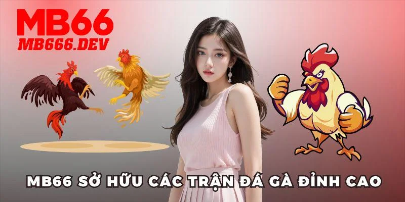 MB66 sở hữu các trận đá gà đỉnh cao